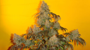 Old Time Indiana Bubble Gum by Mosca Seeds