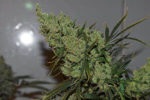 Oldman's Silver Haze 98