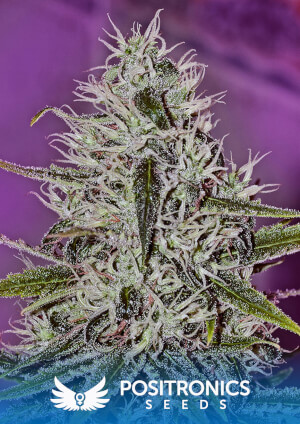 One Love Haze