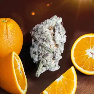 Orange Bud 2.0