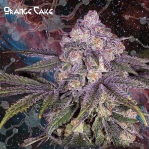 Orange Cake