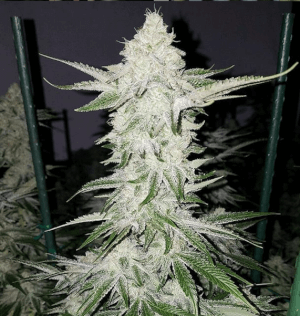 Orange Cookies
