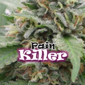 Painkiller