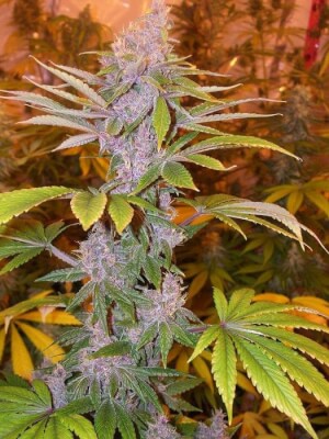 Pakistan Chitral Kush Reg