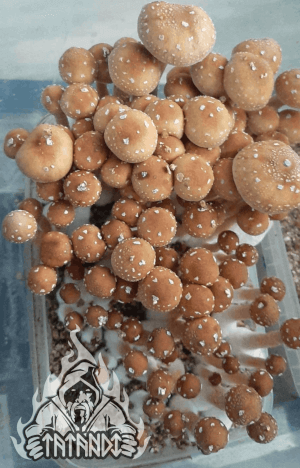 Pain de champignons magiques Alacabenzi - Tatandi