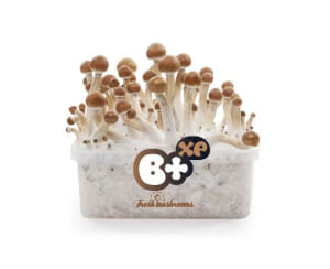 Achetez votre kit de culture de champignons frais McKennaii en ligne