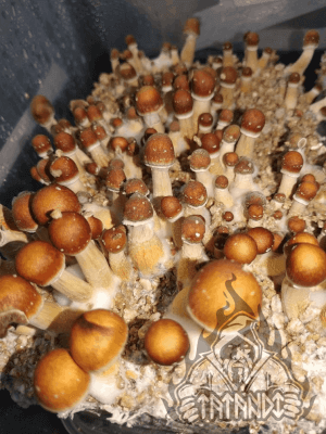 Pain de champignons magiques Brasil - Tatandi