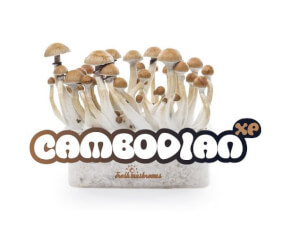 Cambodian XP mushroom growing kit - Freshmushrooms