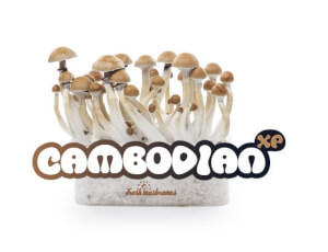 Pan de setas alucinógenas Cambodian - Freshmushrooms