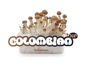 Pan de setas alucinógenas Colombian - Freshmushrooms