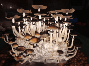 Pain de champignons magiques Ecuador - Tatandi