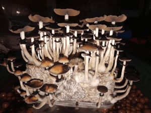 Ecuador magic mushroom Growkit - Tatandi