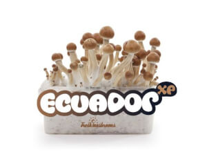 Pa de cultiu de bolets Ecuador XP - Freshmushrooms