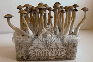 Golden Teacher magic mushroom Kit - Tatandi