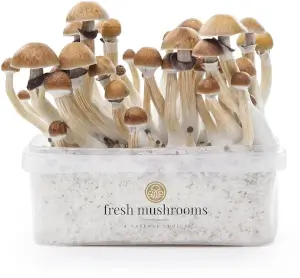 Pa de cultiu de bolets McKennaii XP - Freshmushrooms