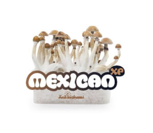 Pan de cultivo de setas Mexican XP - Freshmushrooms