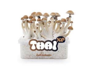 Thai XP Magic mushroom Growkit - Freshmushrooms