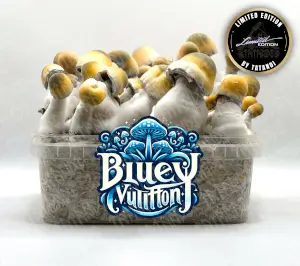 Pain de champignons magiques Bluey Vuitton
