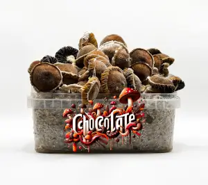 Chocolate Magic Mushroom Grow Kit