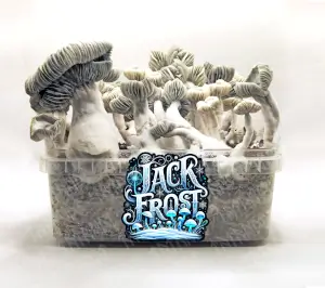 Pan de setas mágicas Jack Frost - Tatandi