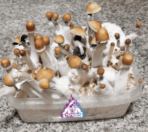 Pain de champignons magiques Mexicains - Tatandi