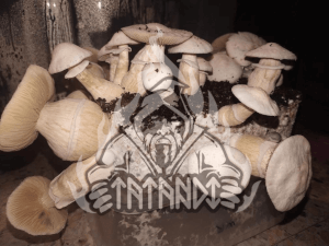 White Rabbit Magic Mushroom Kit - Tatandi