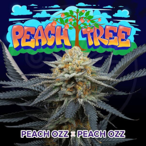 Peach Tree de Perfect Tree Seeds