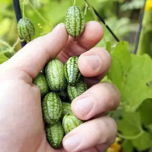 Mexican Pickled Cucumber - Kokopelli