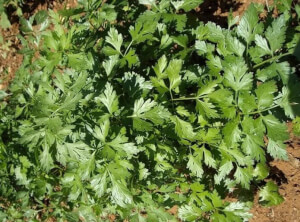 Organic Giant Italian Parsley - Les Refardes