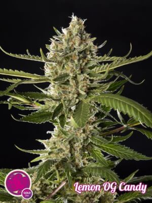 PHILO Lemon Og Candy Fem 2 graines