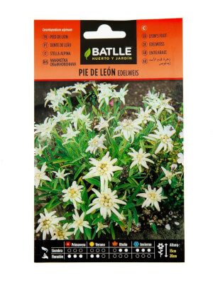 Pie de León Edelweiss - Batlle