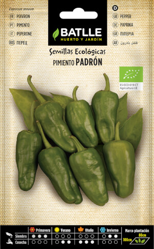 Organic Padrón Pepper 