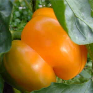Naturnoa Golden Californian Wonder sweet pepper
