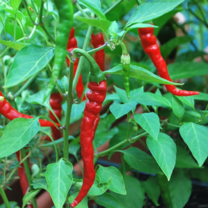 Naturnoa Red Cayenne Hot Pepper