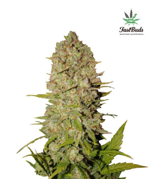 Pineapple Express