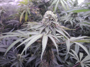 Pineapple Sorbet F4