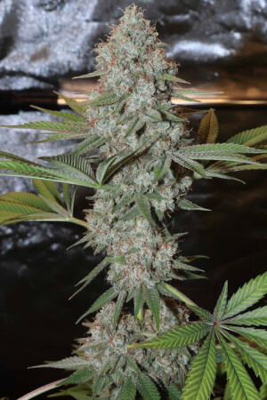 Pineapple Soul
