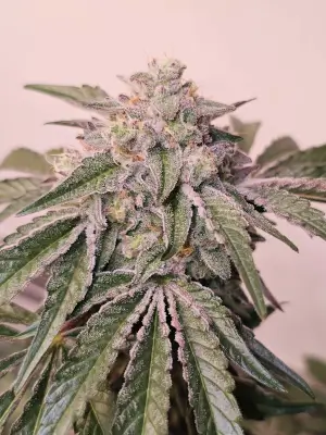 Pink Pie