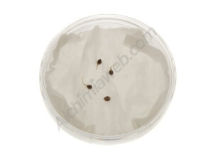 Glass petri dish