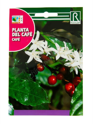 Planta del Cafè - Rocalba