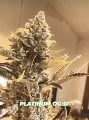 Platinum OG-D