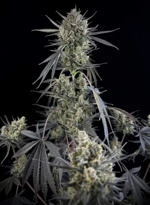 Pound Cake Auto