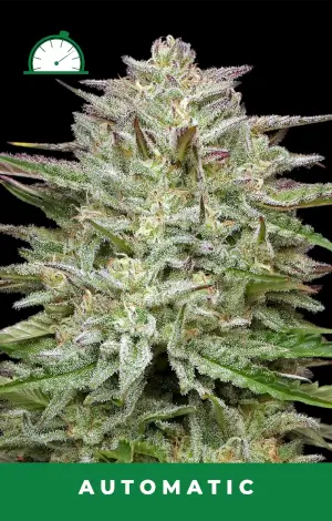 Pound Town Auto