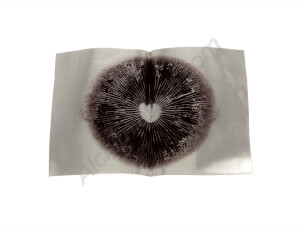 Albino A+ spores print