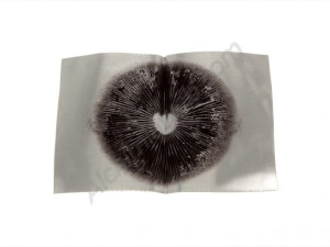 Amazon spores print