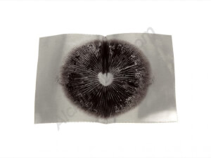 Hawaii spores print