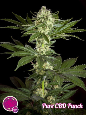 Punch CBD pur
