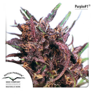 Purple #1 - Regular