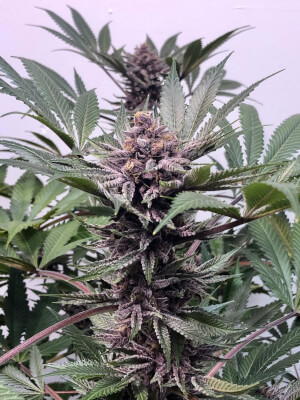 Purple Afghani Kush S1