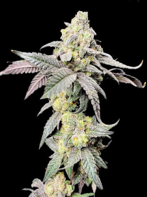 Purple Cherry Ripple